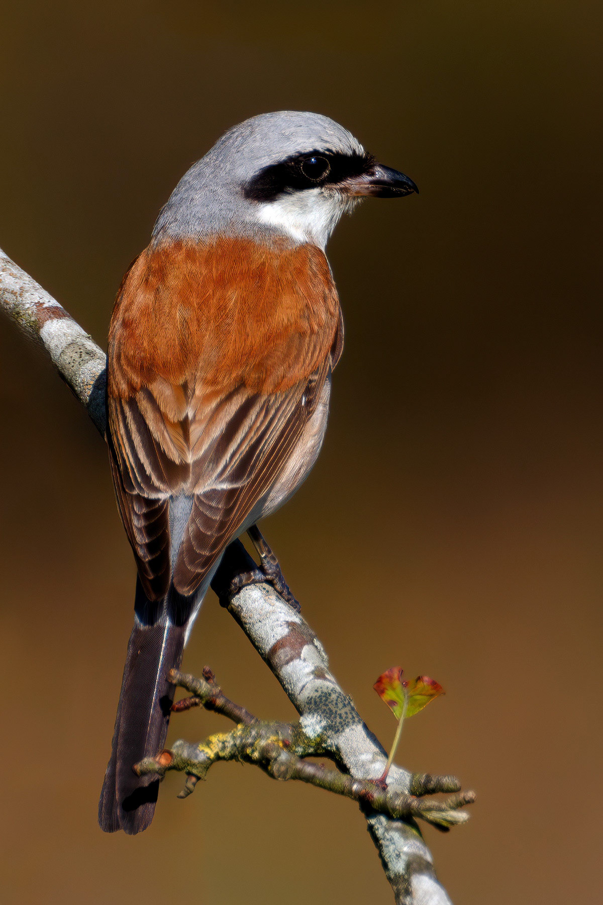 Red-backed Shrike
