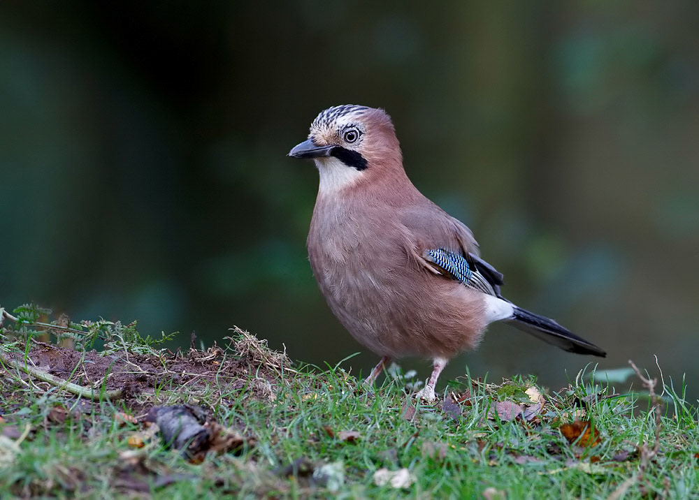 Jay
