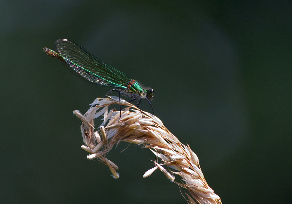Banded Demoiselle