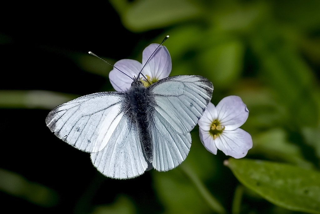 Green-veined White