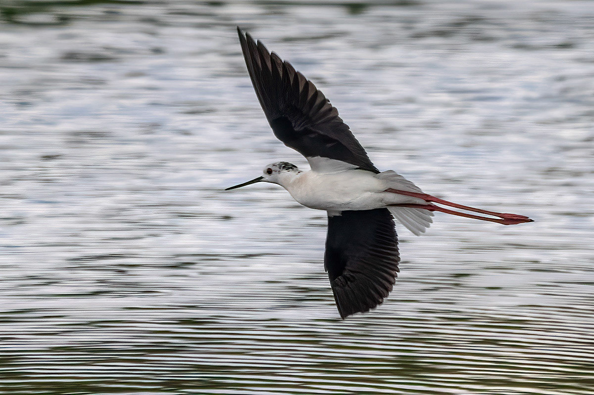 Black-winged Stilt