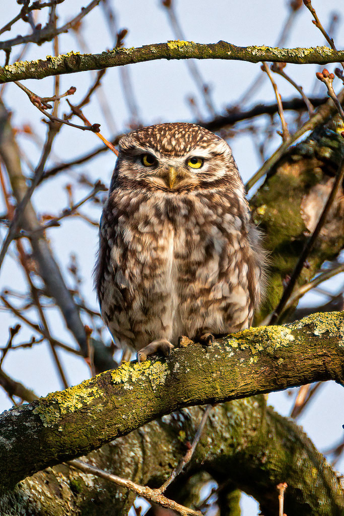 Little Owl