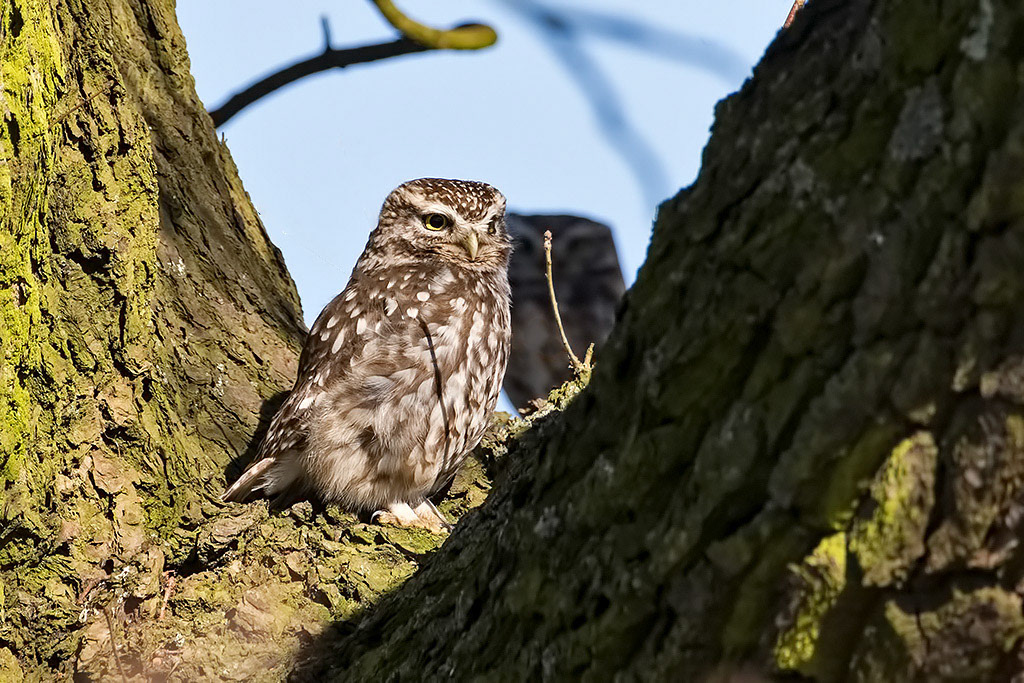Little Owl