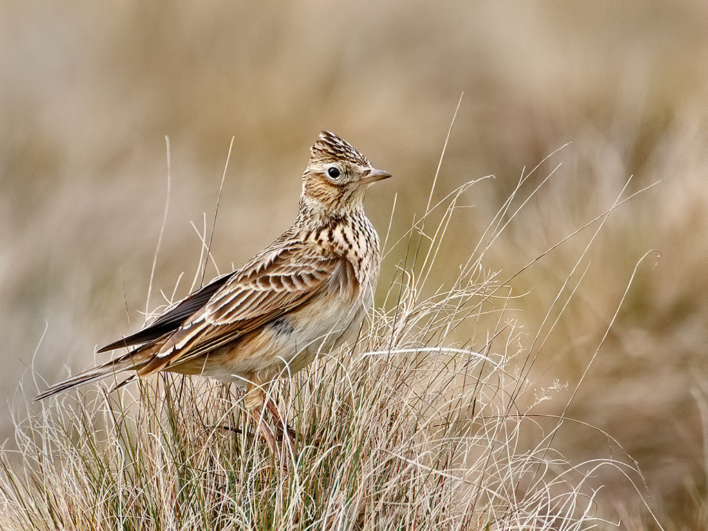 Skylark