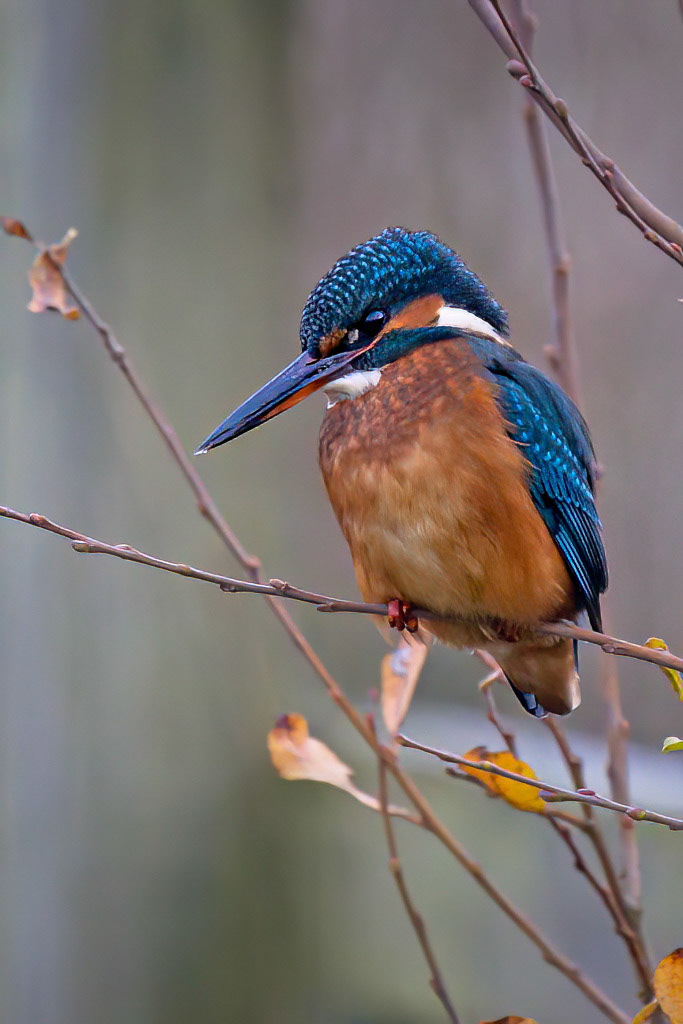 Kingfisher