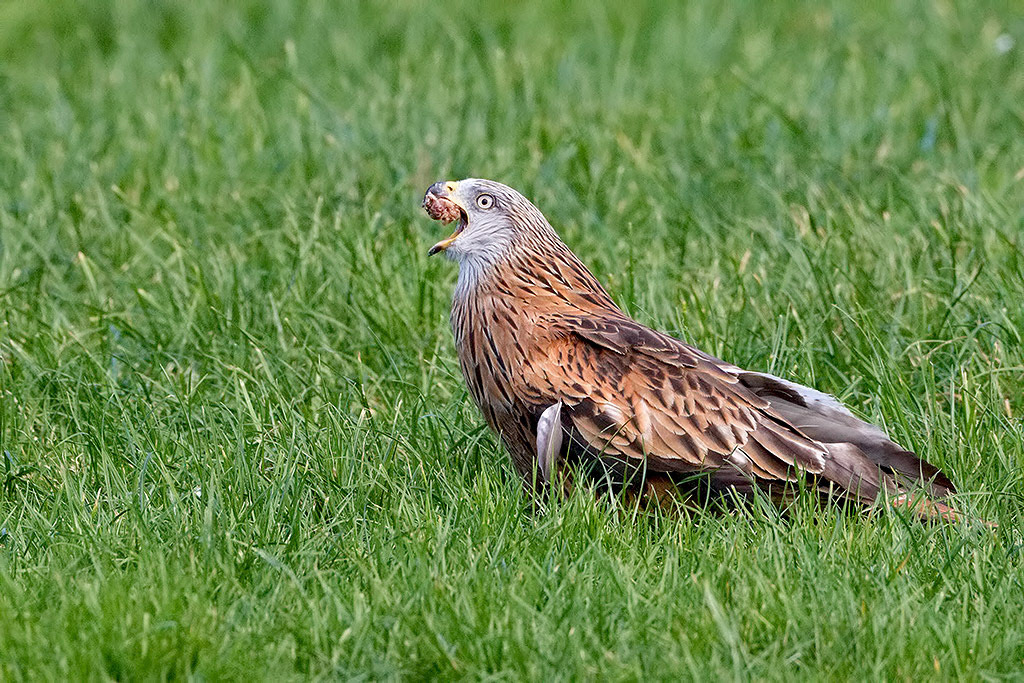 Red Kite