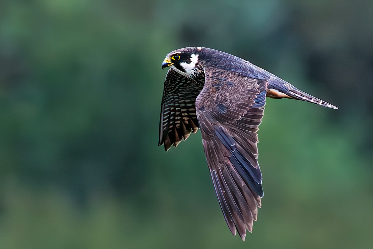 Hobby