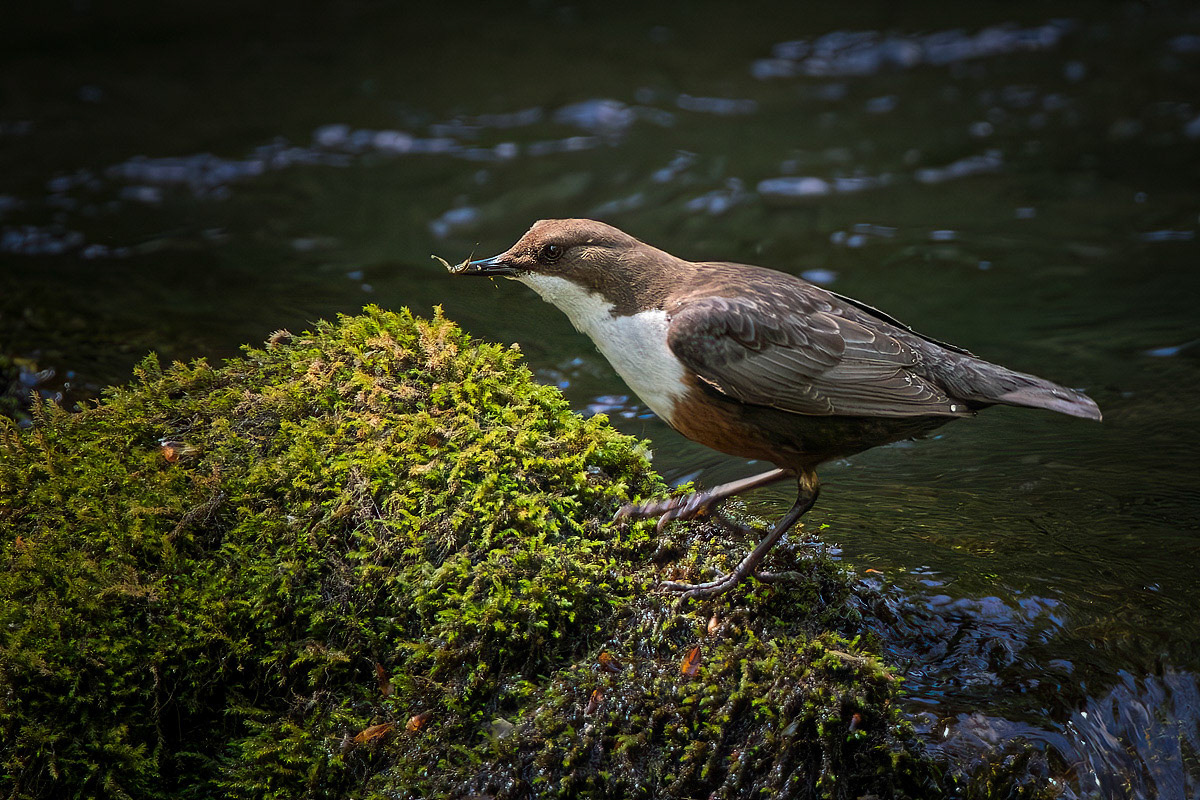 Dipper