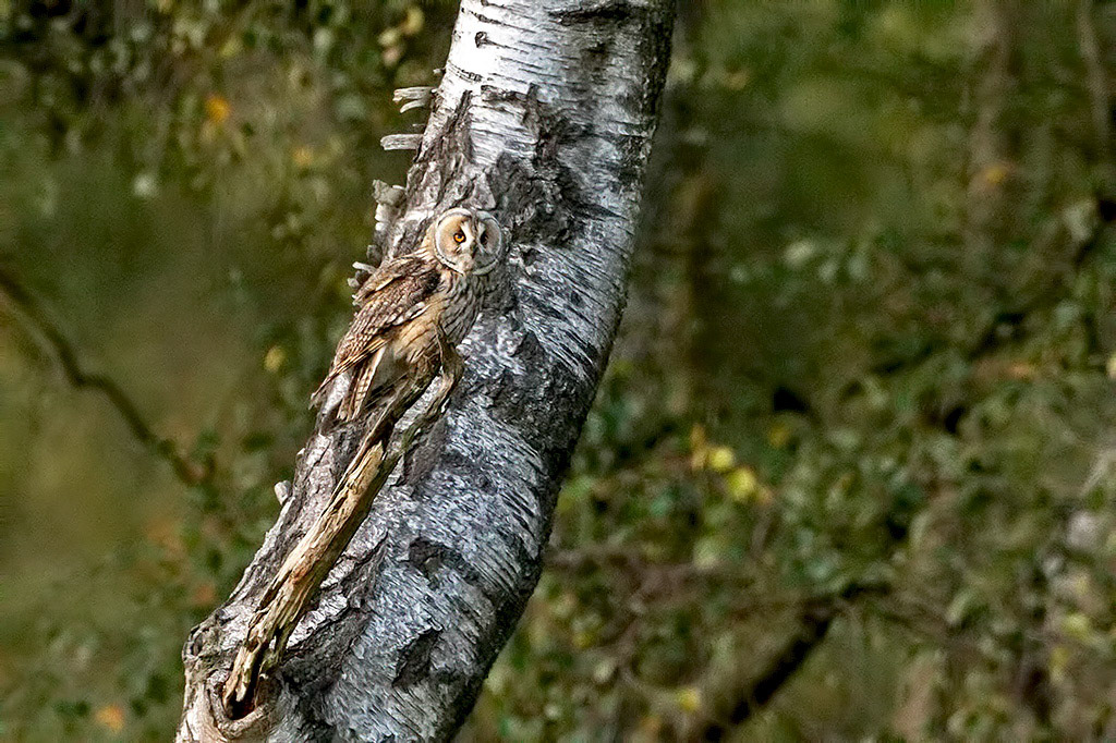 Long-eared Owl