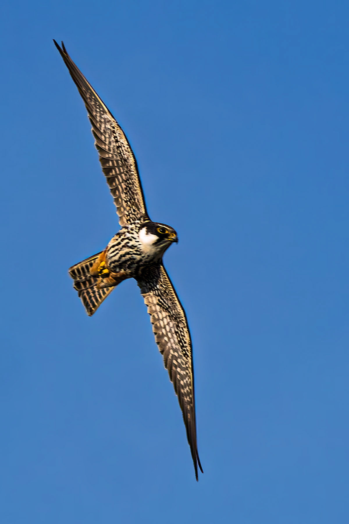Hobby