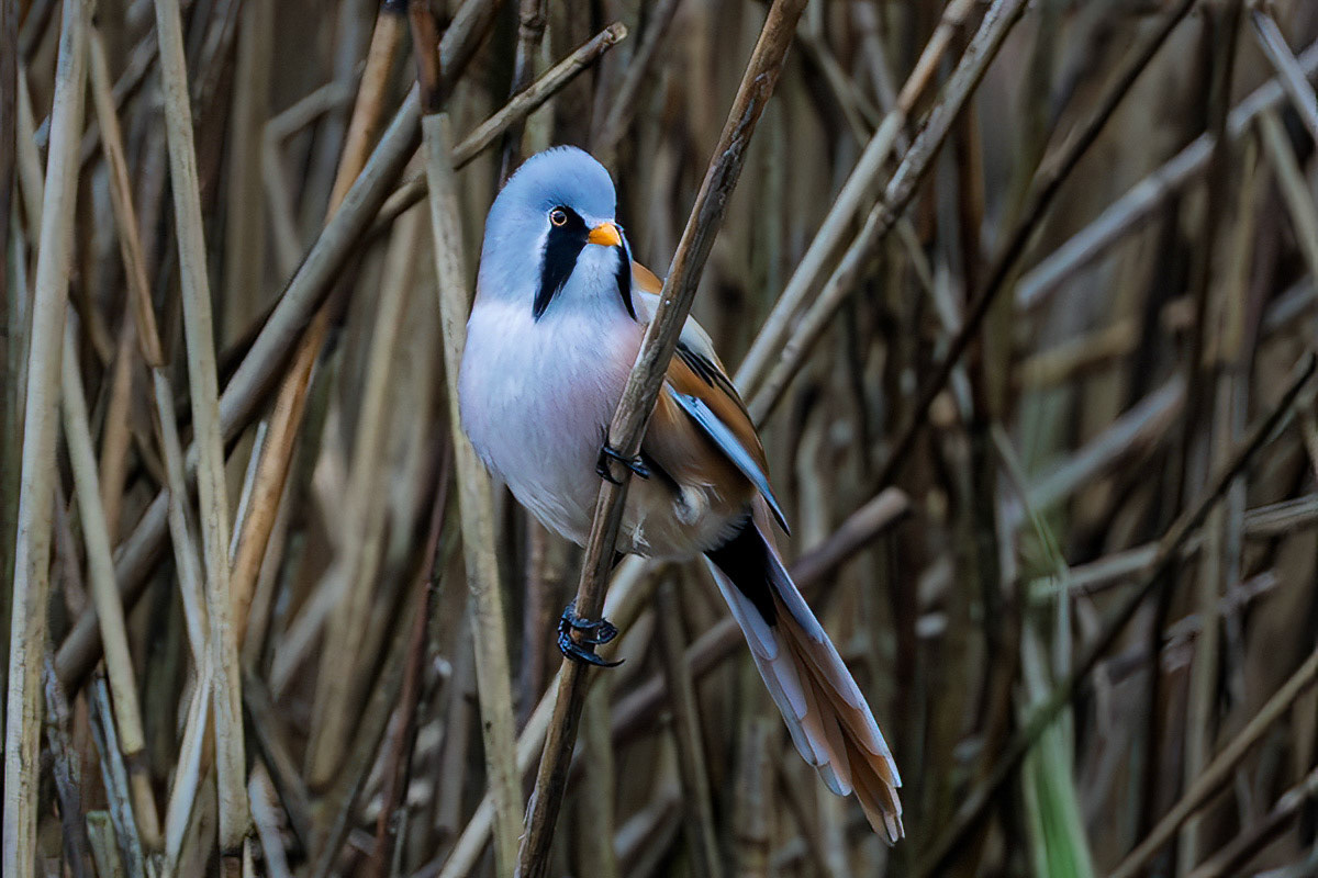 Bearded Tit