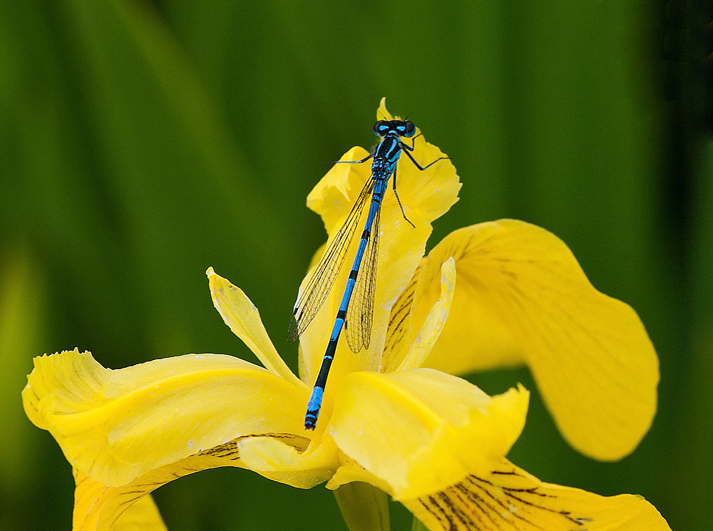 Azure Damselfly
