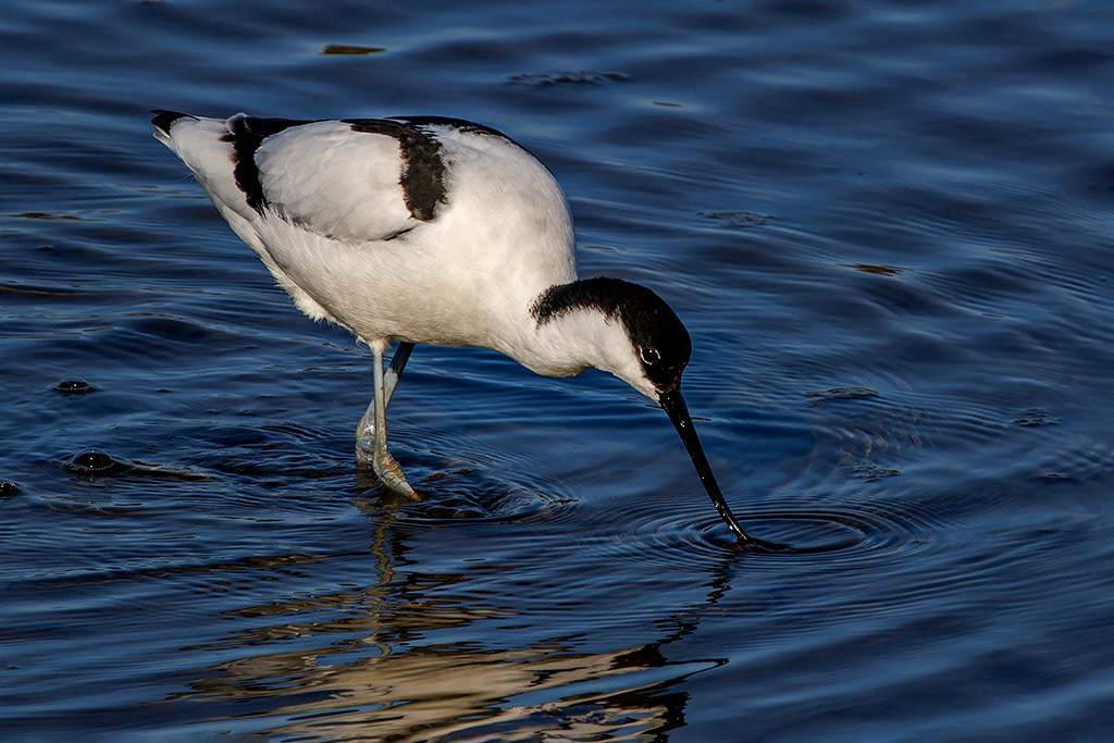 Avocet