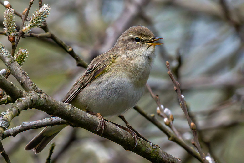 Willow Warbler
