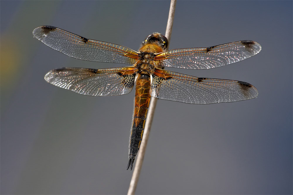 Four-spotted Chaser