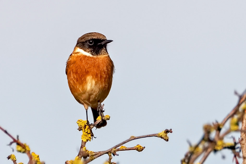 Stonechat