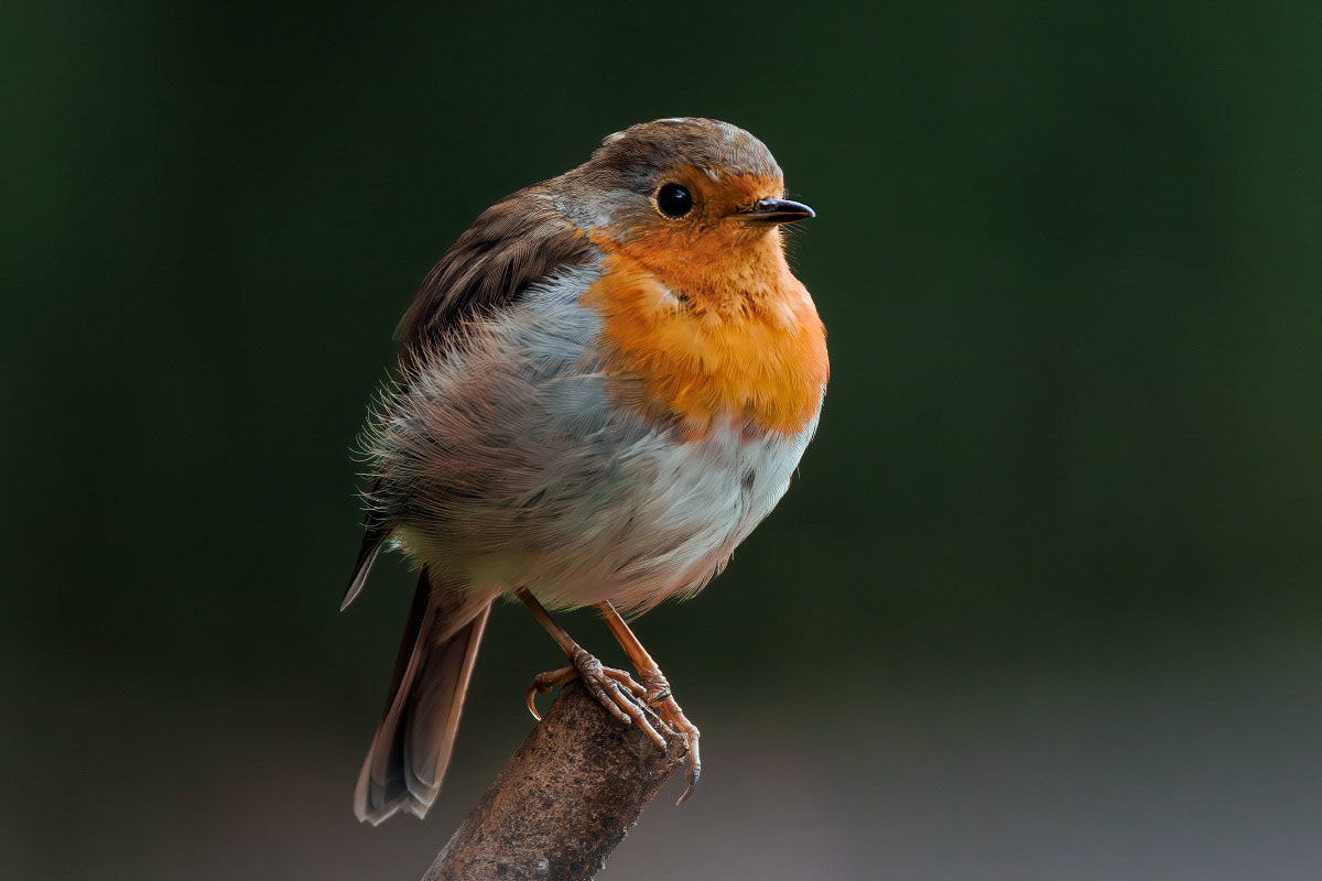 Robin