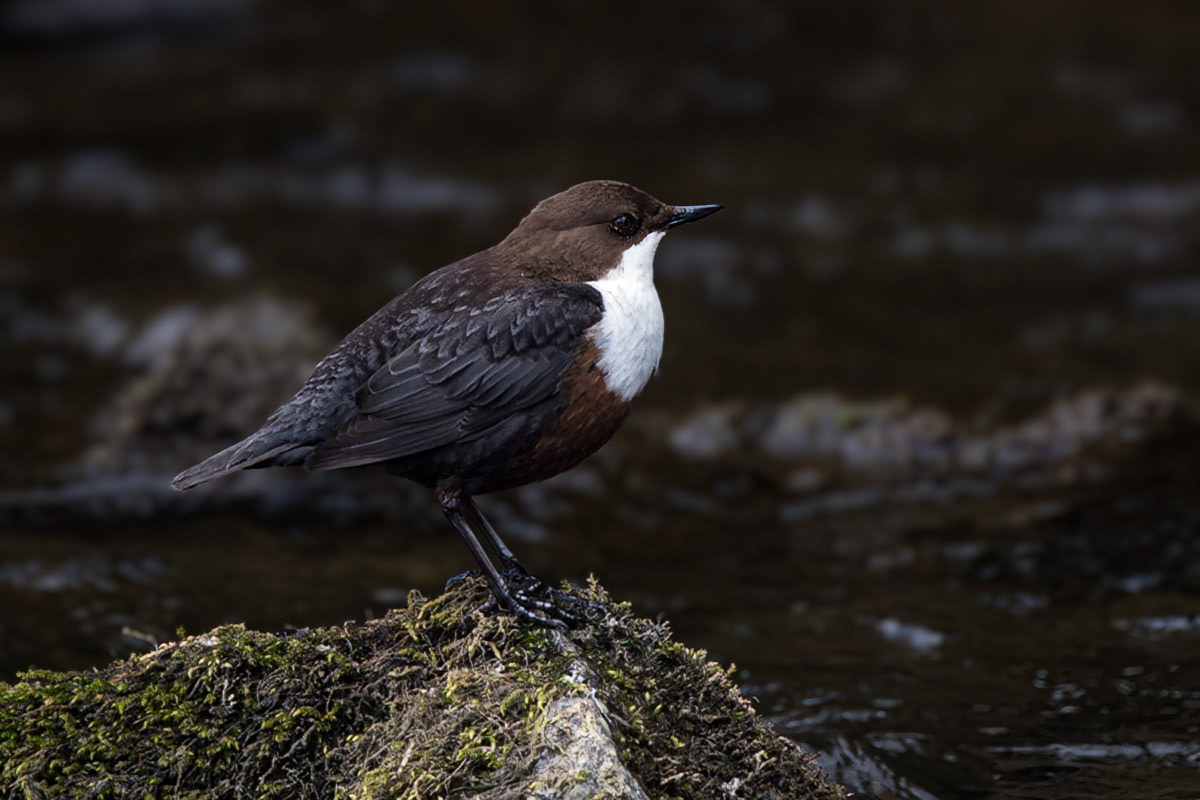 Dipper
