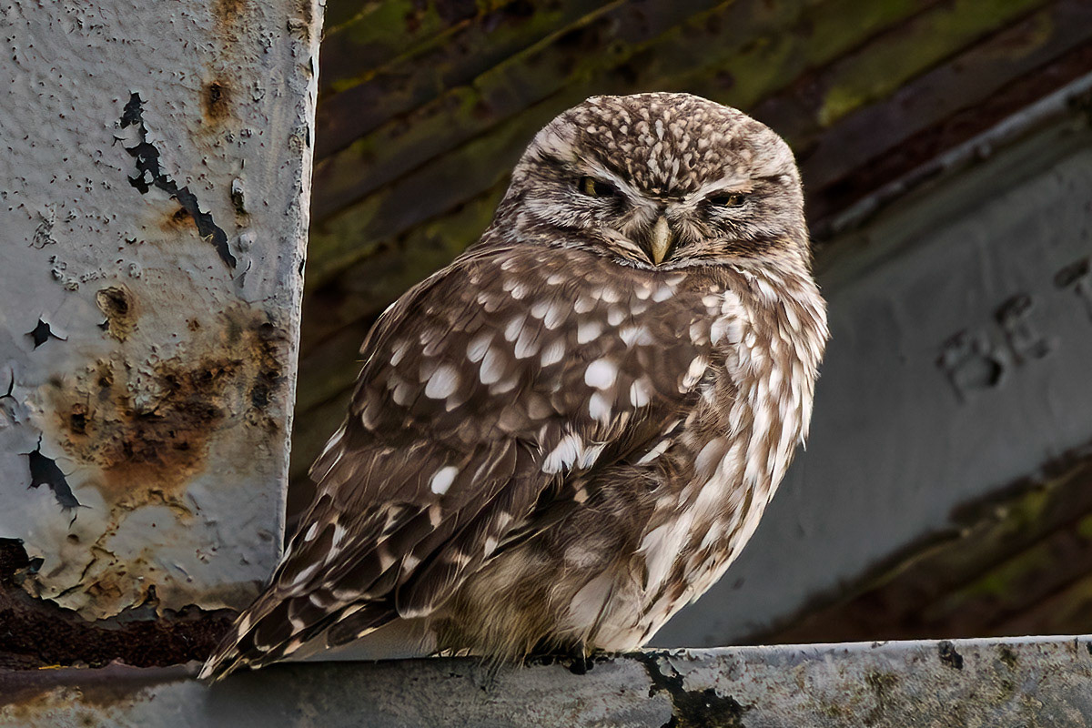 Little Owl