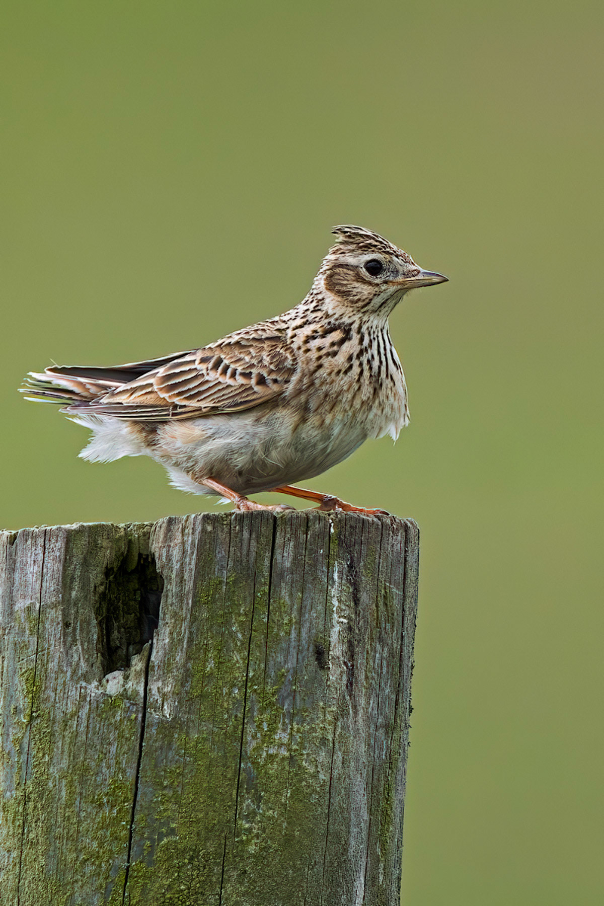Skylark