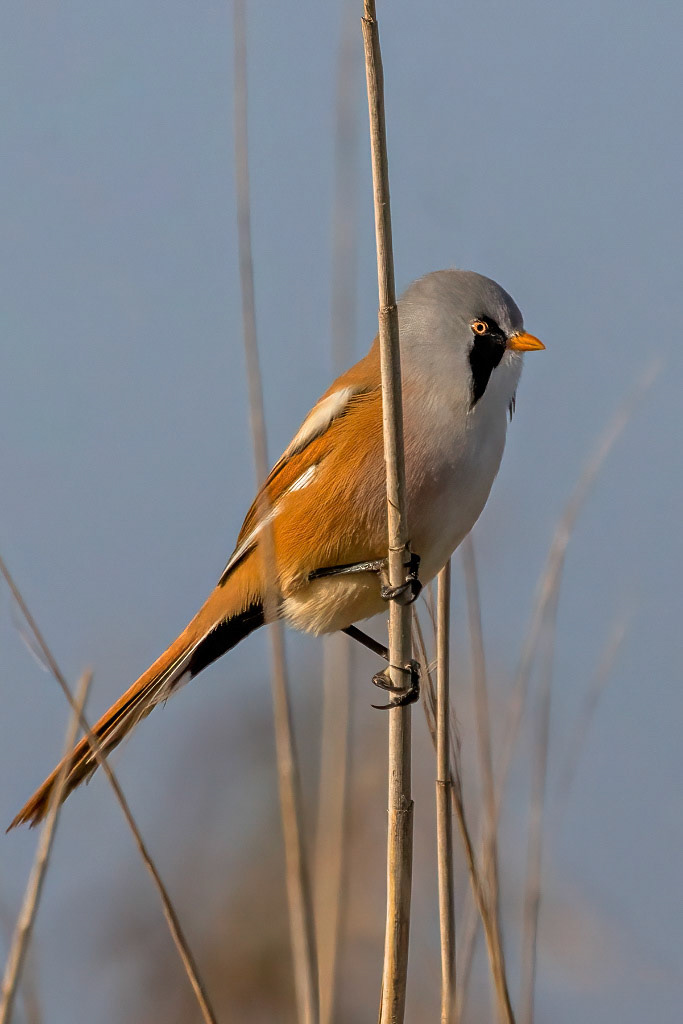 Bearded Tit