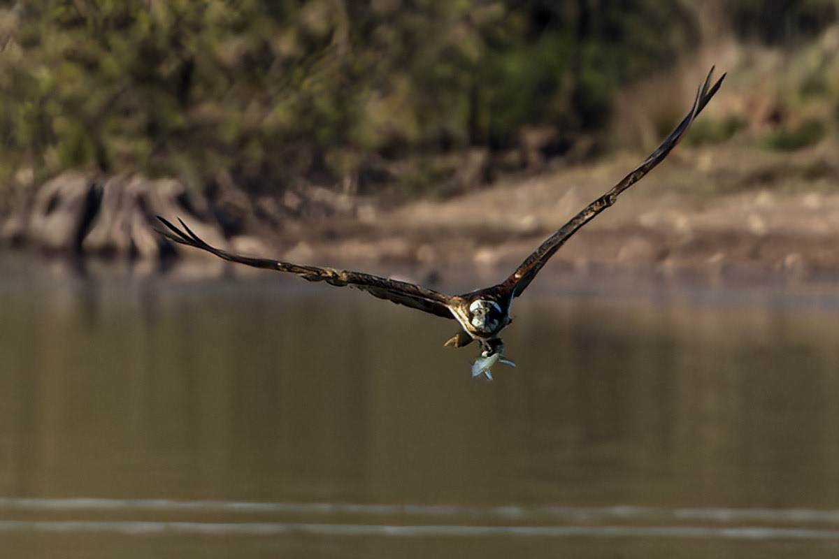Osprey