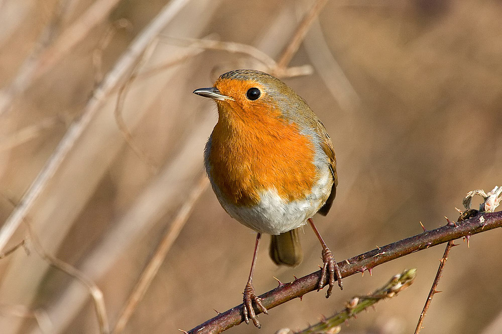 Robin