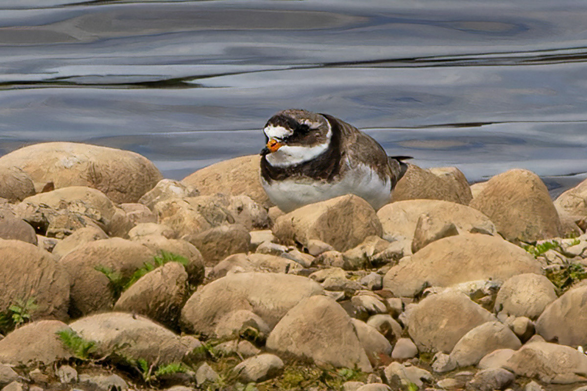 Ringed Plover