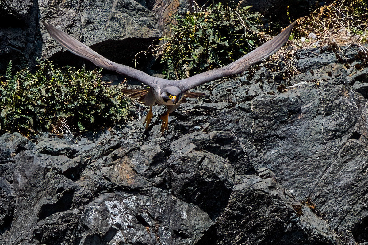 Peregrine