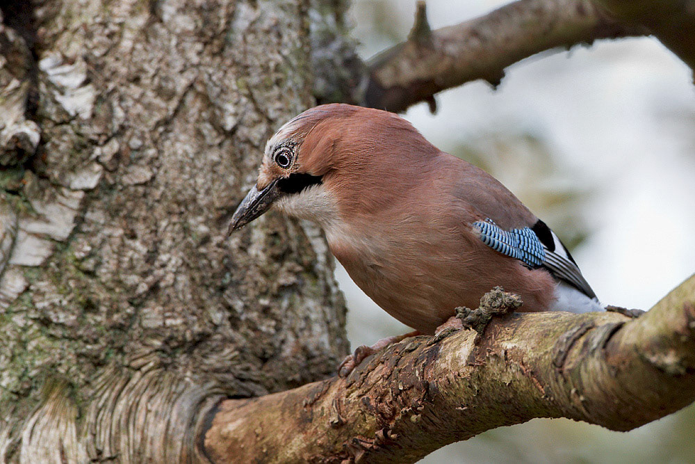Jay