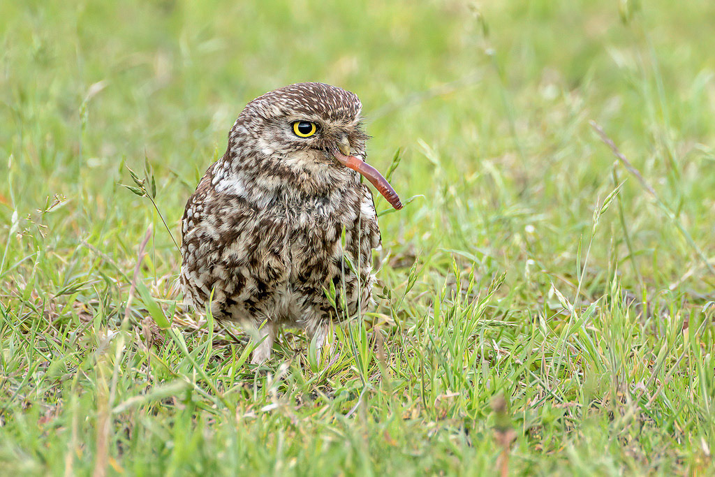 Little Owl