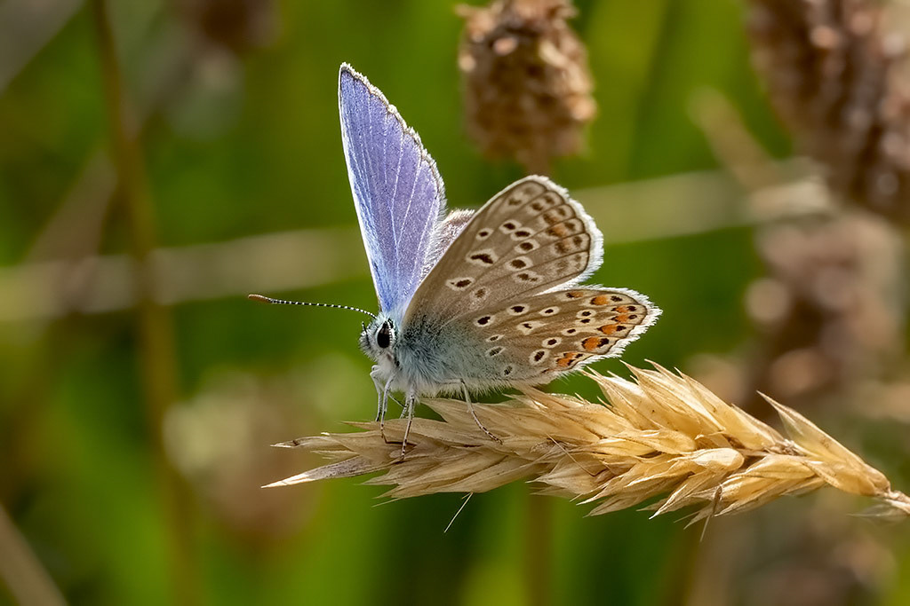Common Blue