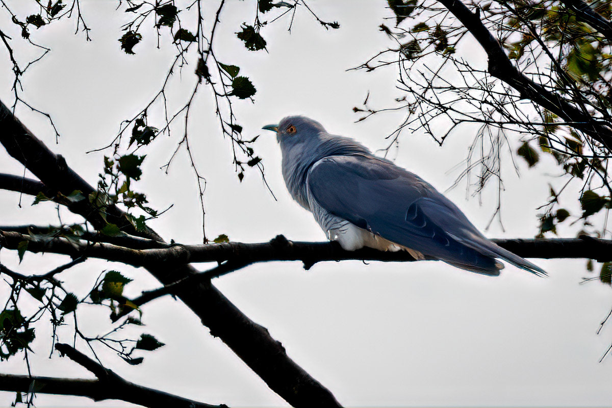 Cuckoo