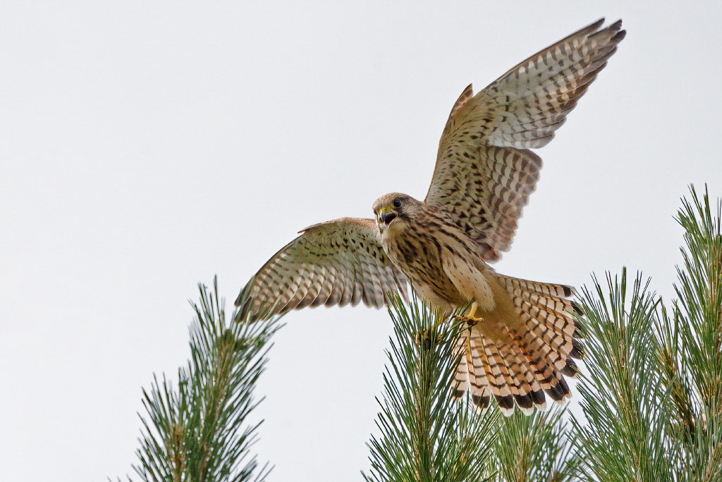 Kestrel