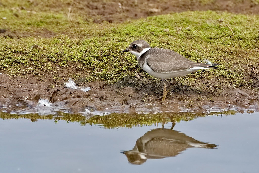 Ringed Plover