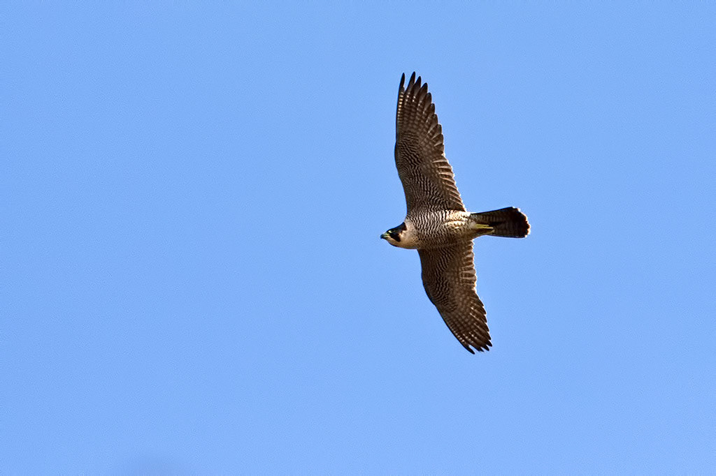 Peregrine