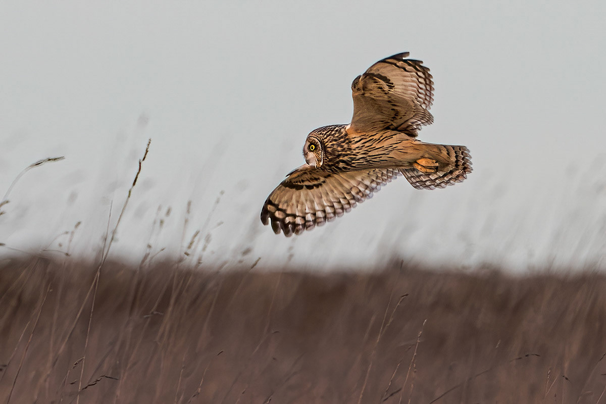 Short-eared Owl