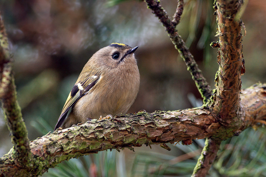 Goldcrest