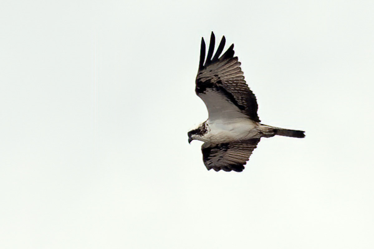 Osprey
