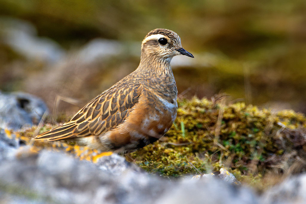 Dotterel