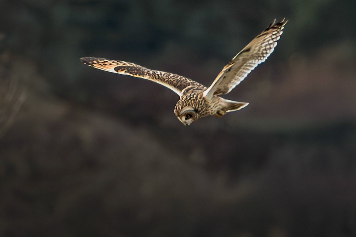 Short-eared Owl