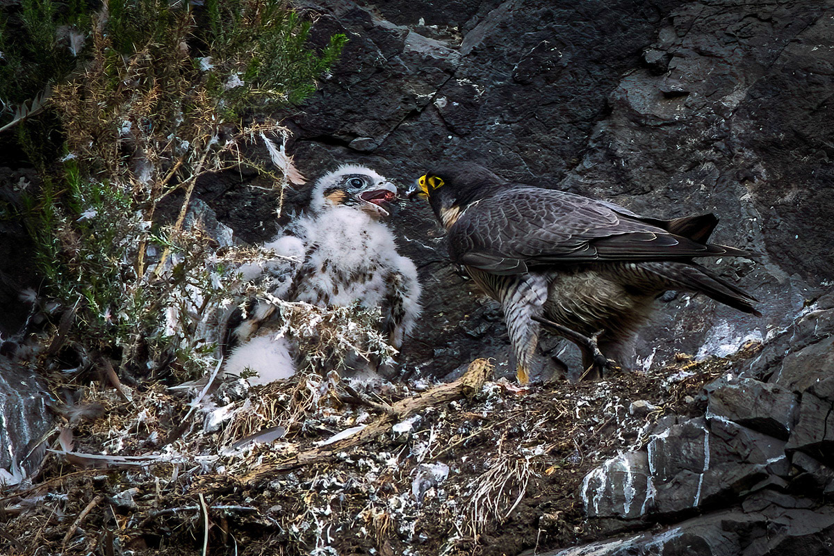 Peregrine