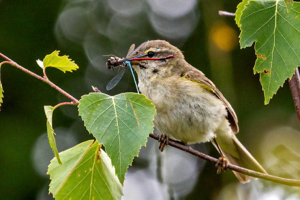 Willow Warbler