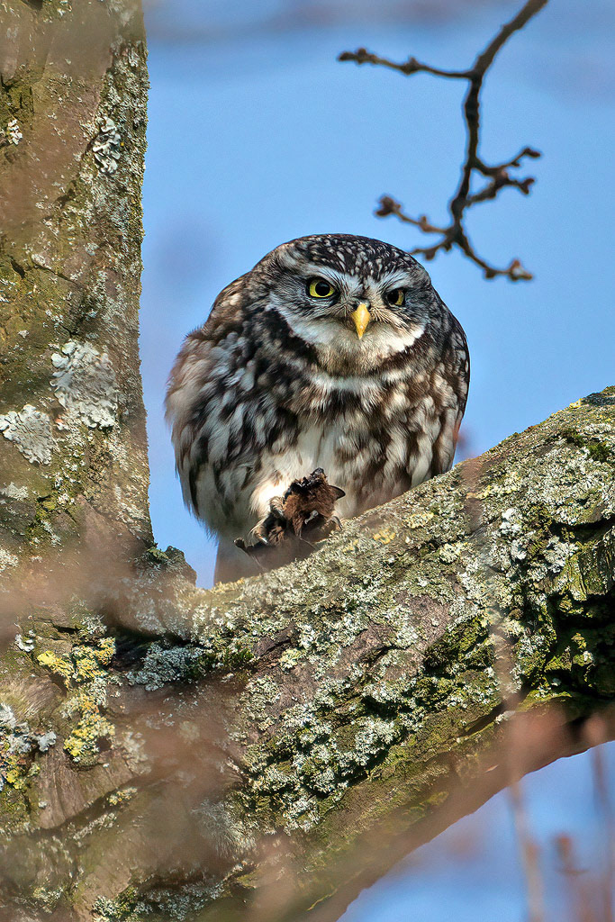 Little Owl