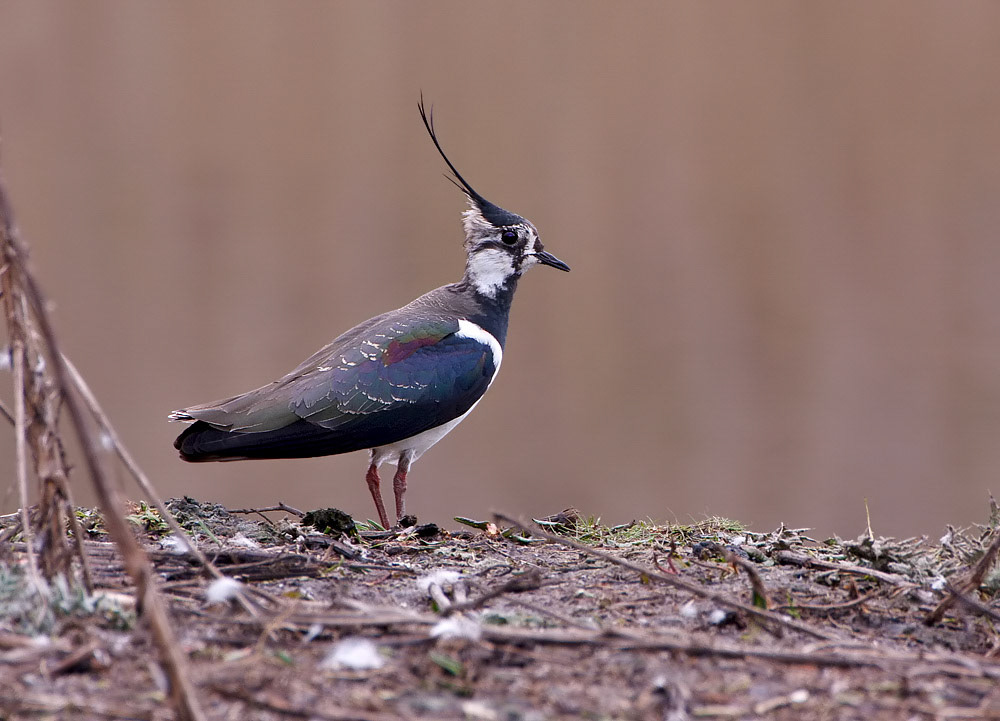 Lapwing
