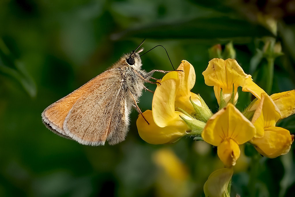 Essex Skipper
