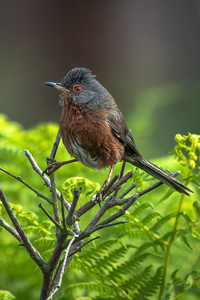 Dartford Warbler