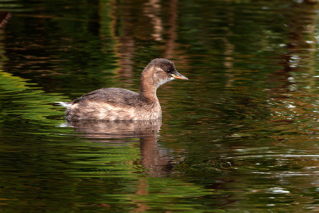 Little Grebe