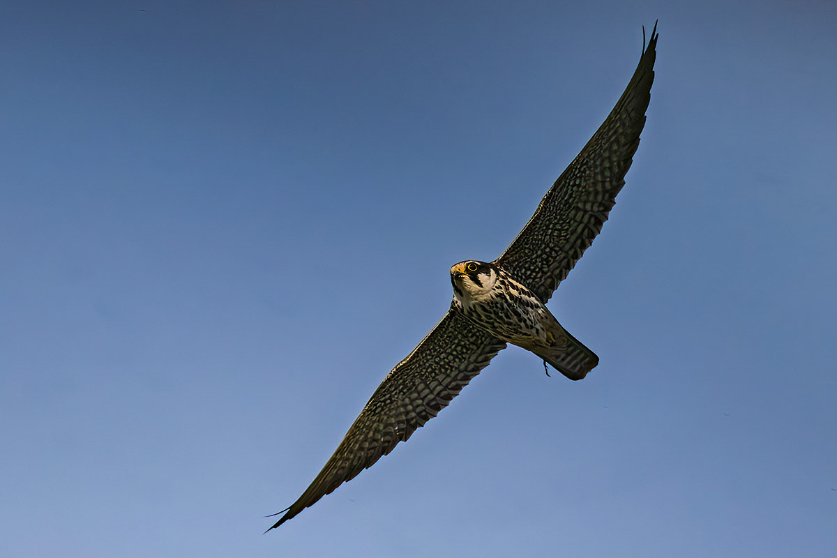 Hobby
