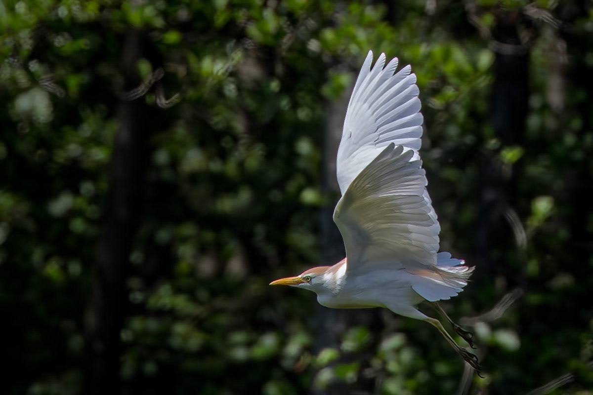 Cattle Egret